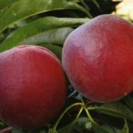 Саджанець Персик Річ Леді